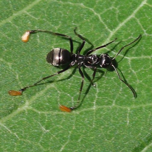 Black Field Ant
Formica subsericea
(Yellow subst. from Milkweed leaf)